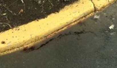 Identifican cadaver de joven asesinato en Virginia