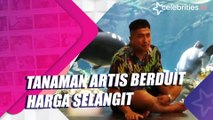 Tanaman Artis Berduit Harga Selangit