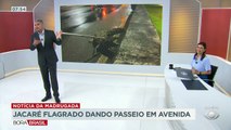 Um jacaré foi visto na Barra da Tijuca, no Rio de Janeiro e foi resgatado pelos Bombeiros nesta madrugada. O animal foi encaminhado para o Parque Chico Mendes.