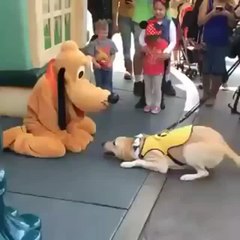 Guide Dog In Training Gets All Goofy When He Meets Pluto At Disneyland.mp4