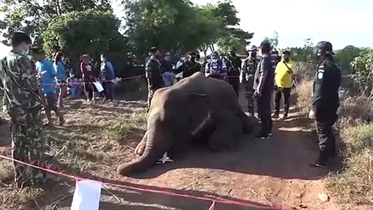 สลด...ช้างป่าอ่างฤาไนถูกไฟซ๊อตตาย(มีคลิป)