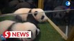 Giant panda twins at French zoo get names