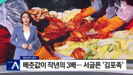 [여인선이 간다]배춧값이 작년의 3배…서글픈 ‘김포족’