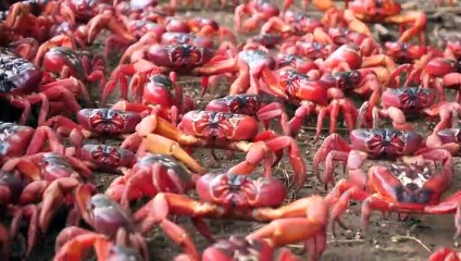 Migration annuelle: des millions de crabes traversent une île australienne