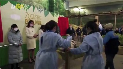 Soccer Star and Diving Champion Become Godparents to Adorable Panda Cubs