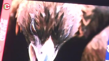 El América quiere seguir cazando