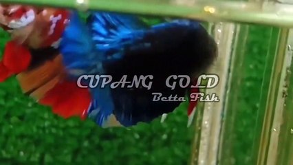 BLACK AVATAR  --- BETTA FISH --- BEST QUALITY