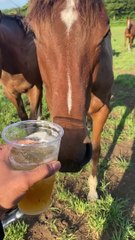 Horses love the smell of whiskey.