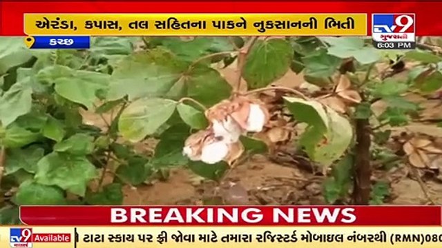 Cotton, Sesame crops at risk due to unseasonal rain showers in Kutch _ TV9News