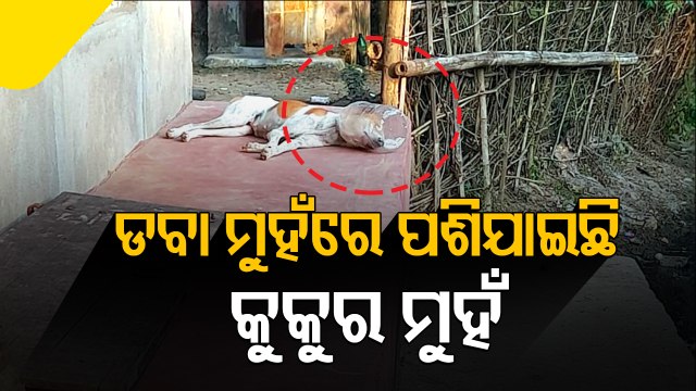 Dog That Got Its Head Stuck In Plastic Jar Yet To Be Rescued In Nilagiri | Odisha