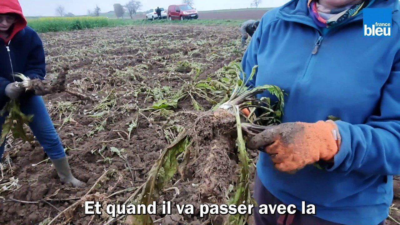 C'est si bon, le raifort