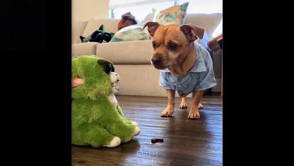 Cute And Funny Pets  Try Not To Laugh To These Pets Compilation 7 Cutest Lands (1)