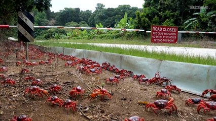 Paarungszeit: Millionen Krabben wandern auf Weihnachtsinsel
