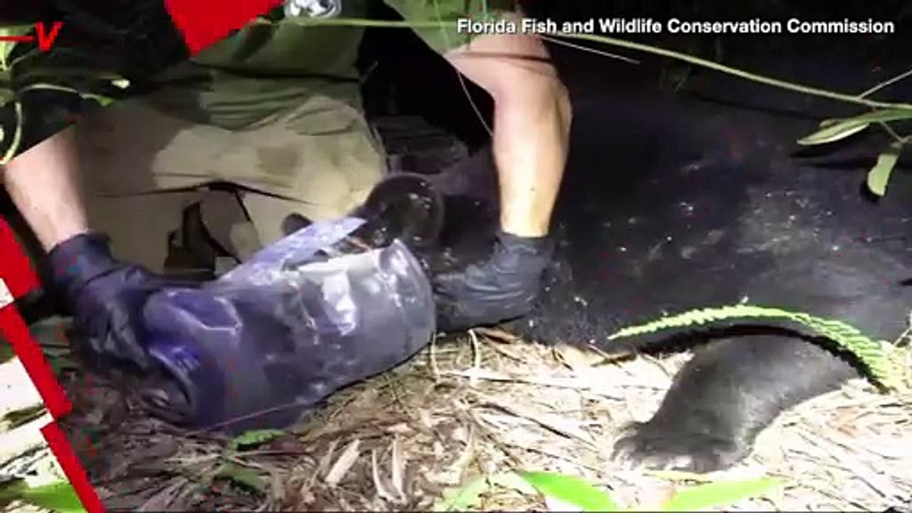 U.S. Wildlife Officials Rescue Bear Who Had Plastic Container Stuck Around Her Head for Almost a Month
