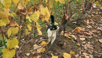 Vins : une cuvée d'exception pour l'Armagnac