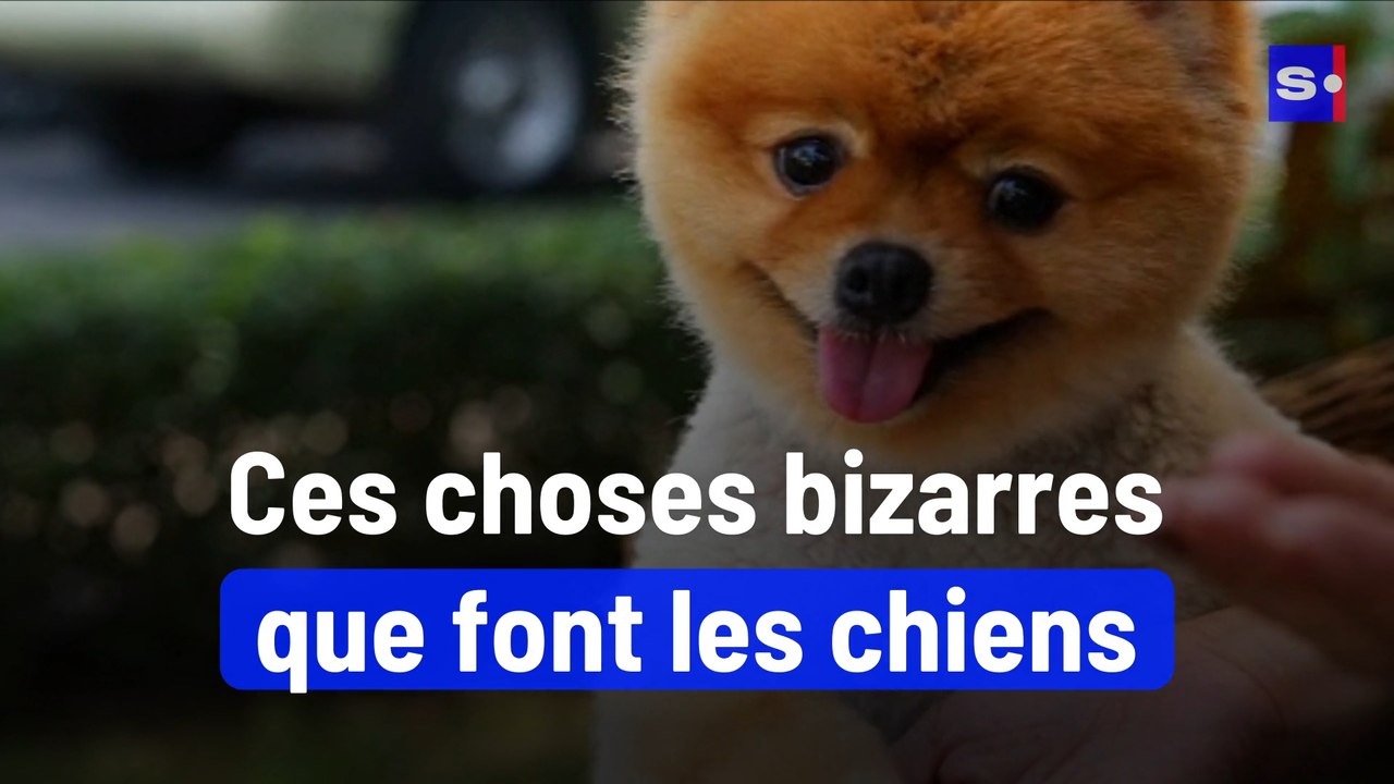 Ces choses bizarres que font les chiens