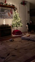 Talking Christmas Tree Puzzles Pooch