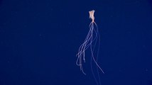 Observation rare d'un calmar à longs bras dans le golfe du Mexique