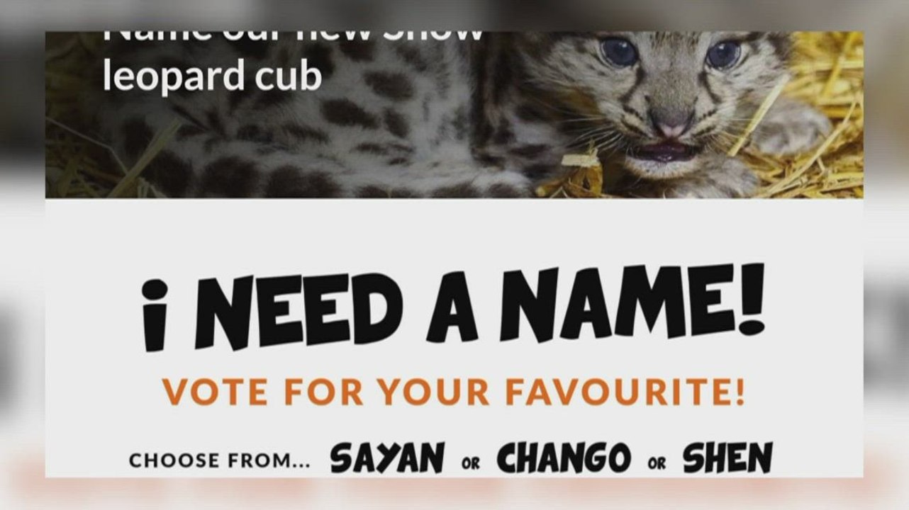 Headcorn cat sanctuary gives you the chance to name rare snow leopard