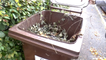 Tonbridge and Tunbridge Wells residents fury over one-off collection of garden waste