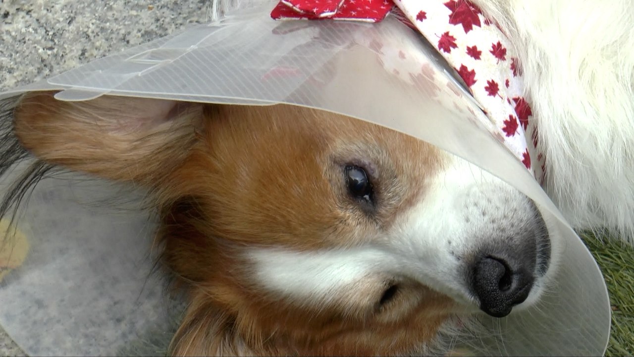 Maidstone couple launch fundraiser to help their dog get a step closer to walking