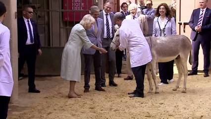 Duchess of Cornwall pets animals during Cairo hospital visit