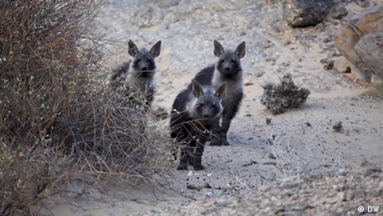 Namibia: New safe zones for wildlife