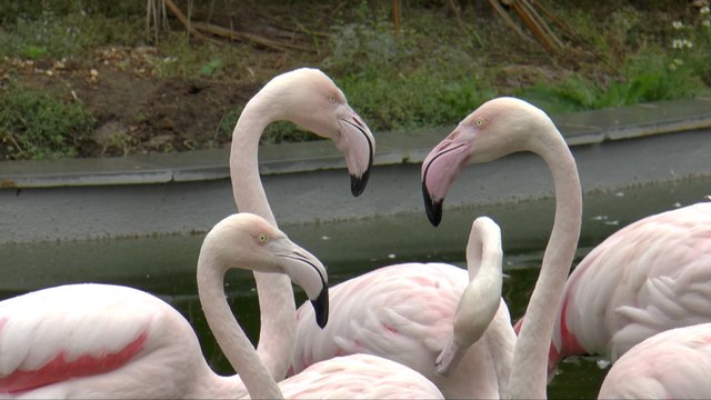 Hoo's Fenn Bell Zoo welcomes a flamboyance of flamingos