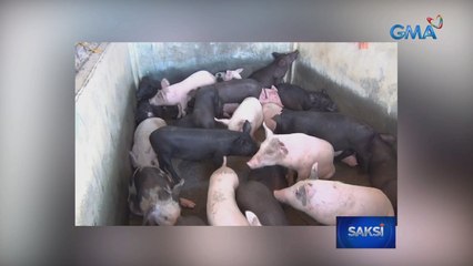 Supply ng buhay na baboy galing Zamboanga peninsula, tiniyak ng Agriculture Dep't para sa Metro Manila | Saksi