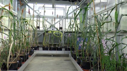 Kent Uni opens new buildings to help tackle food produce problem