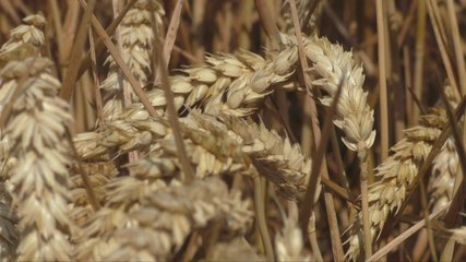 Hythe Farmer calls for better training after near-death experience