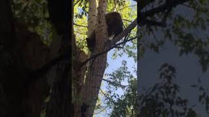Mama Bear and Cubs Climb Tree in Shopping Venue