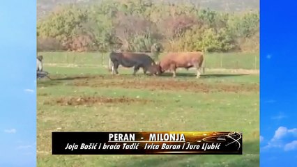 MILONJA IVICE BARANA I JURE LJUBIĆA POBIJEDIO PERANA JOJE BAŠIĆA I BRAĆE TADIĆA 2021