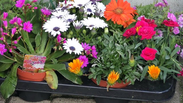 Gillingham Eco-Hub aims to improve the environment and look of the high street