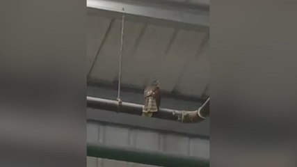 Sparrowhawk trapped in Teynham warehouse