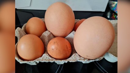 Faversham family crack an egg to find another one inside