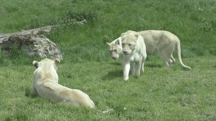 Delight as visitors finally allowed back into Kent animal sanctuary
