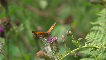 One of Britain's rarest butterflies saved from extinction at Kent woodland