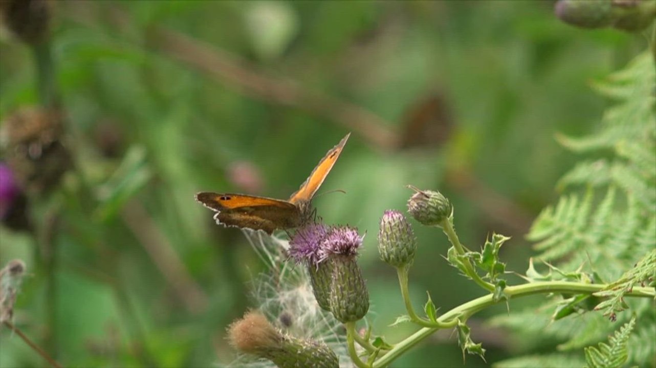 One of Britain's rarest butterflies saved from extinction at Kent woodland