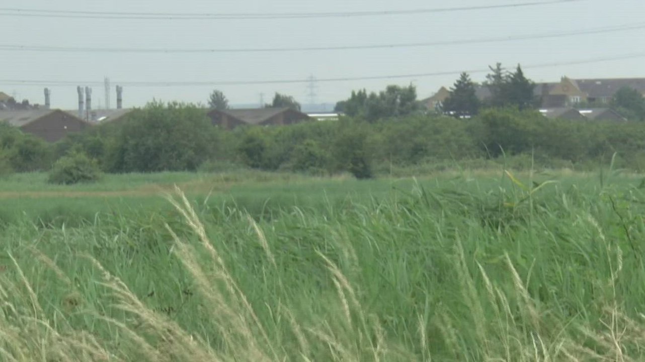 Wildlife campaigners plea to protect Swanscombe site earmarked for the London Resort