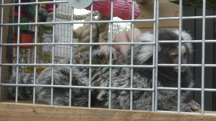 Rochester monkey owner is devastated after new law changes mean she could lose her pets