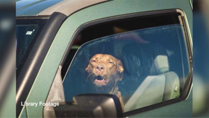 The RSPCA are urging pet owners not to leave their dogs in hot cars following an incident in Whitstable