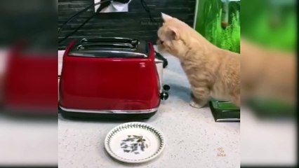 Baby Cats Cute and Funny Cat Videos Compilation 33 Aww Animals
