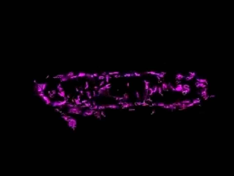 Video Rimitti - cheikha, rai, cabaret, sauvage,