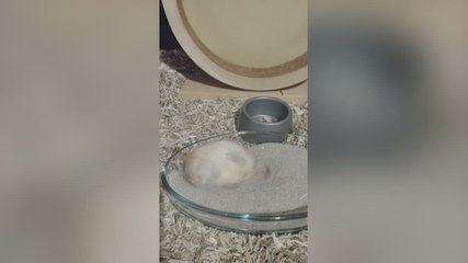 Poppy enjoy some time scurrying about in the sand pit