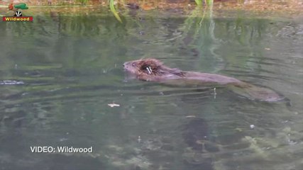 North Thanet MP becomes parliamentary champion for the beavers