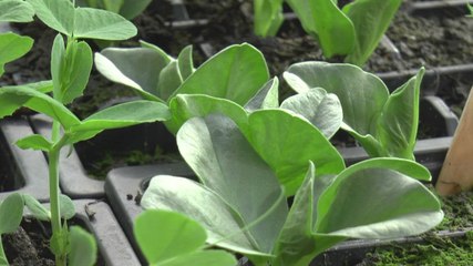 Made in Kent - The Wonky Parsnip