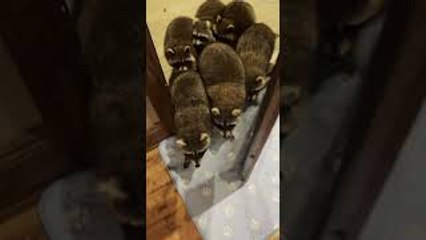 Nursery of Raccoons Visit for Their Nightly Treat