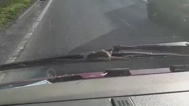 Mouse runs along windscreen wipers on M25