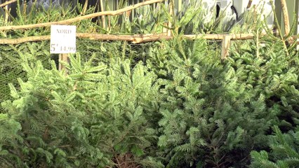 Christmas tree sales boom ahead of the start of the festive period